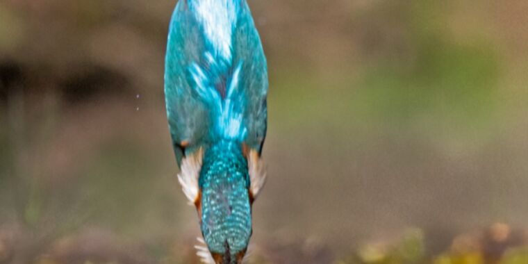 How does a kingfisher avoid concussions while diving?  It may be in their genes